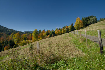 Fototapeta premium Golden Indian summer foliage glows across the Jungholz mountains on the sunny Bavaria-Tirol border in Tannheimertal. Vibrant yellow autumn trees blanket the slopes under clear blue skies.