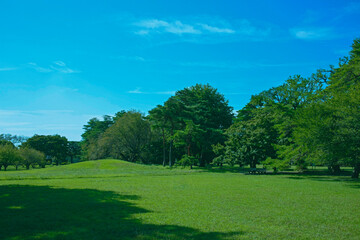 緑の公園