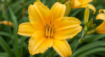 Obraz premium Radiant Yellow Daylily Blossom in Full Bloom - A Floral Portrait.