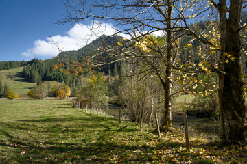 Golden Indian summer foliage glows across the Jungholz mountains on the sunny Bavaria-Tirol border in Tannheimertal. Vibrant yellow autumn trees blanket the slopes under clear blue skies.