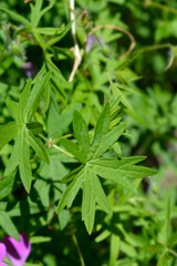 Bloody cranesbill leaves  - Latin name - Geranium sanguineum