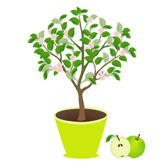 Apple tree in a pot with flowers and fruits on white..eps
