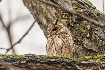Long-eared owl (Asio otus), looking forward with wide opened eyes