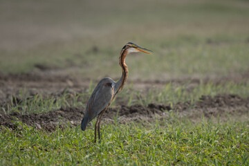 Purple heron side view portrait in a grassland searching for food, sunrise light and red plumage colors visible 