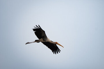 Painted storks flying in the sky. Mycteria leucocephala is a large wader in the stork family. They forage in flocks in shallow waters along rivers or lakes. They are not migratory birds