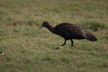 Red-naped ibis portrait grazing in Indian grassland at sunset, typical red crown and nape details visible 