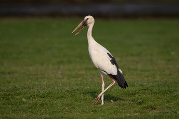 Obraz premium Asian openbill side profile view standing in Indian wetland with sunset light. Typical open bill shape visible with black and white feathers colors
