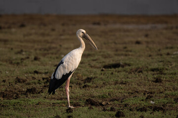 Asian openbill side profile view standing in Indian wetland with sunset light. Typical open bill shape visible with black and white feathers colors