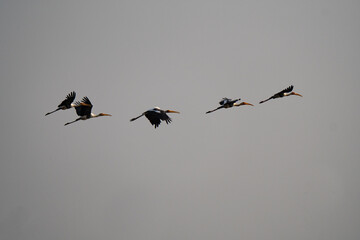 Painted storks storm flying in a line. Mycteria leucocephala is a large wader in the stork family. They forage in flocks in shallow waters along rivers or lakes