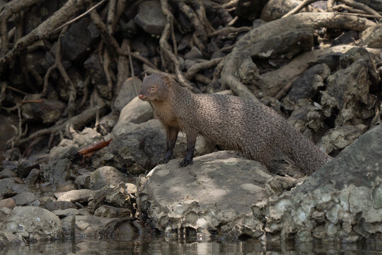 Indian grey mongoose close up searching for food in Indian mangroves 