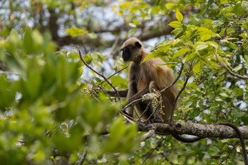 Black-footed grey langur feeding on a tree in Indian mangroves, sunset golden hours light and details of fur visible