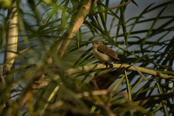 Purple-rumped sunbird female hiding through the leaves in Indian garden at sunrise, typical long beak used to feed on nectar and insects  