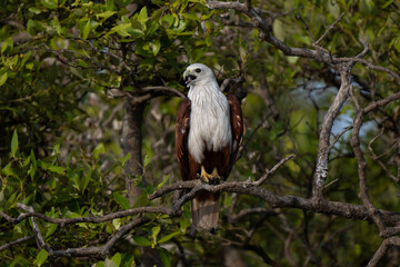 Open beak Brahminy kite (Haliastur indus) on a tree, also known as the red-backed sea-eagle in Australia, is a medium-sized bird of prey in the family Accipitridae