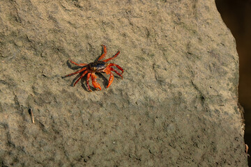 Red little crab moving on a rock in Indian mangroves resort with sunset light