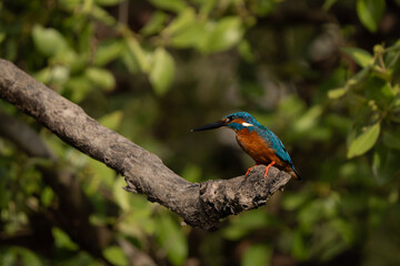 Profile of a Eurasian kingfisher (Alcedo atthis). It is a sparrow-sized bird, short-tailed and large-headed profile. It has blue upperparts, orange underparts and a long bill