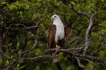 Brahminy kite (Haliastur indus) on a tree, also known as the red-backed sea-eagle in Australia, is a medium-sized bird of prey in the family Accipitridae. Both parents take part in nest building
