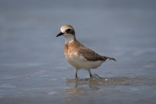 Tibetan sand plover female portrait running on the shore, beautiful plumage color visible 