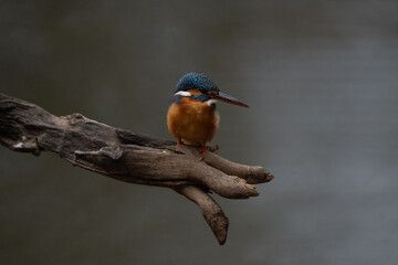 Profile of Eurasian kingfisher (Alcedo atthis) is a sparrow-sized bird, short-tailed and large-headed profile. It has blue upperparts, orange underparts and a long bill