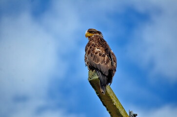 Juvenile bald eagle sitting on hydro pole in Old Massett on Graham Island in Haida Gwaii, British Columbia, Canada