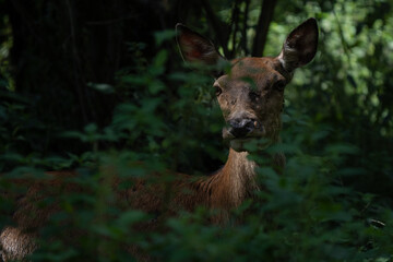 Fototapeta premium Red deer adult female beautiful portrait grazing in European National Park forest, partially hidden by the leaves