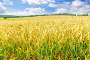 ripening wheat ears in a field. Field of wheat in summertime