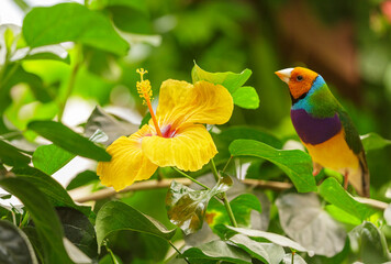 Little bird perching on branch with colorful yellow flower. Gouldian finch