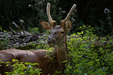Fototapeta premium Red deer young male portrait grazing in European National Park forest partially hidden by the leaves, antler with velvet visible