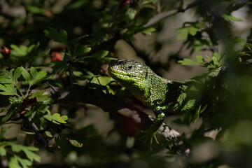 Western green lizard female close up hiding in the bush of Europen temperate forest with typical camouflage colors