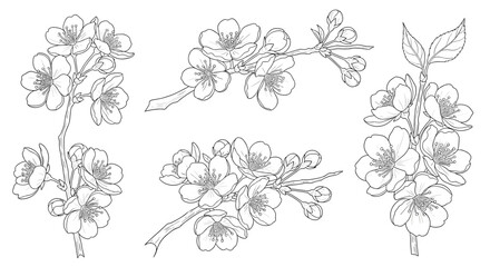 Elegant botanical line drawing of spring cherry blossoms with opened flowers and closed buds for graphic design.