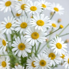 White chamomile flowers isolated on transparent background