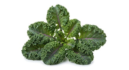 Fresh Red Russian Kale Leaf Isolated on White Background.