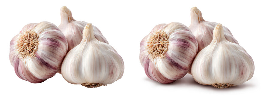 Cabe&ccedil;a de alho  em fundo transparente com e sem sombra projetada.