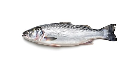 Fresh Whole Fish Isolated on White Background.