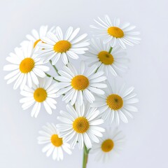 White chamomile flowers isolated on transparent background