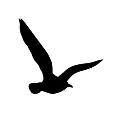 Seagull silhouette