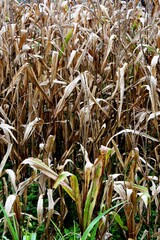 The dry brown corn or zea mays plants in a field