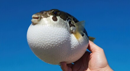 A puffer fish, plump and round, held in a hand against a vibrant blue sky