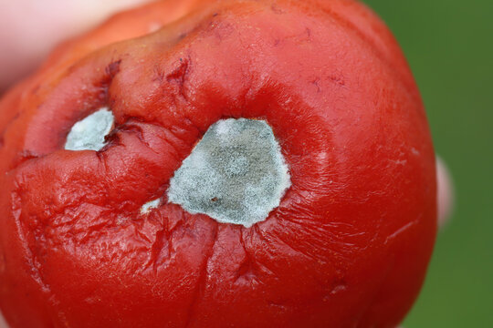 Mold on a tomato caused by saprotrophic fungi of the genera Cladosporium, Penicillium, Alternaria or Aspergillus.
