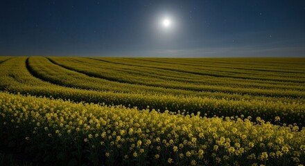 A vast field of yellow flowers under a bright moonlit sky