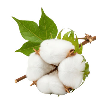Cotton plant white fluffy boll isolated bright white background