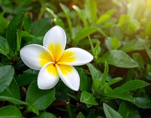 Fototapeta premium White and yellow frangipani blossom rests amidst vibrant green foliage, bathed in warm sunlight