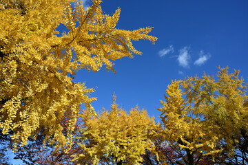 紅葉のイチョウと青空