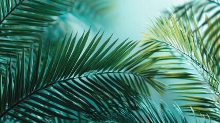 Fototapeta premium Close-up Texture of Natural Tropical Palm Leaves