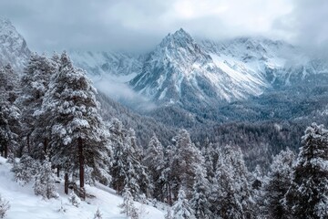 Fototapeta premium Panoramic Winter Landscape Snow-Covered Trees Mountains