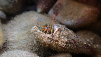 Mediterranean rocky shore hermit crab or Mediterranean intertidal hermit crab (Clibanarius erythropus) in common cerith (Thericium vulgatum) shell undersea, Ligurian Sea, Italy, Imperia
