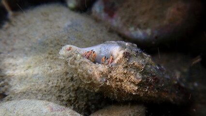 Mediterranean rocky shore hermit crab or Mediterranean intertidal hermit crab (Clibanarius erythropus) in common cerith (Thericium vulgatum) shell undersea, Ligurian Sea, Italy, Imperia