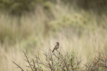 bluethroat female