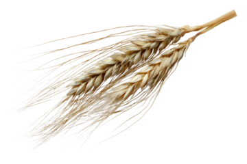 Barley Spike with Awns Close Up on Transparent or White Background PNG