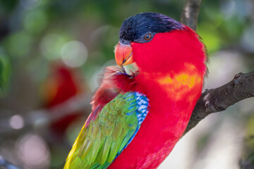 Colorful lorikeet resting on a branch in natural park with soft green background