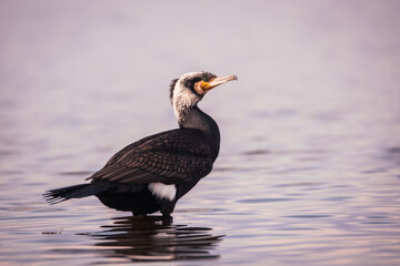 Great cormorant standing in shallow water at sunset